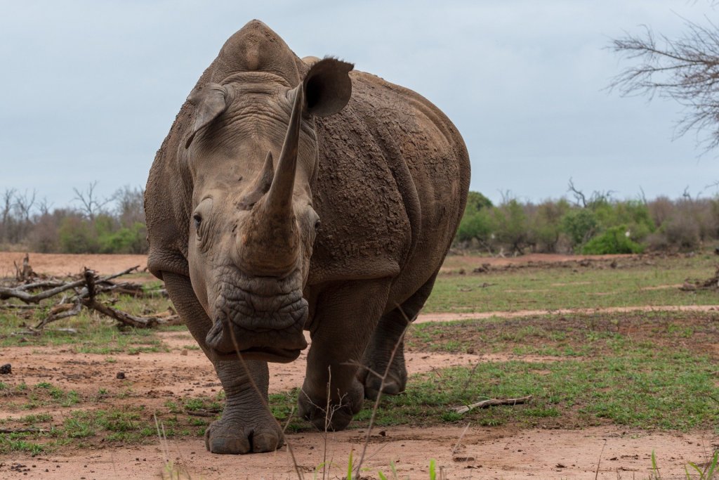 Tips on how to survive a Rhinoceros attack - survival tactics