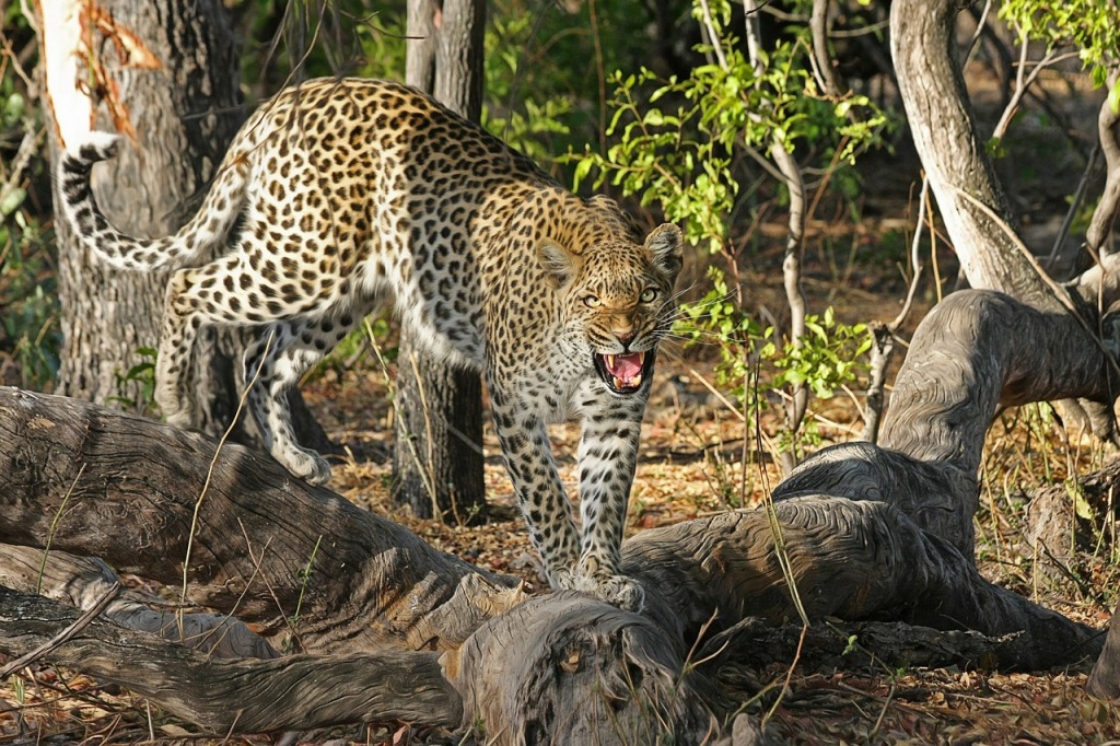Tips on how to survive a Leopard attack - survival skills and kits made possible